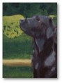Black Labrador Oil Painting